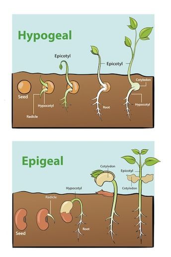 Illustration of seed germination infogra... | Premium Vector #Freepik #vector #germination #plant-growth #plant-seed #sprout Seed Germination Drawing, Germination Of Seeds Project, Seed Growing Illustration, Germination Of Seeds For Kids, Seed Germination Project, Seed Diagram, Sprout Drawing, Seed Germination For Kids, Seed Drawing