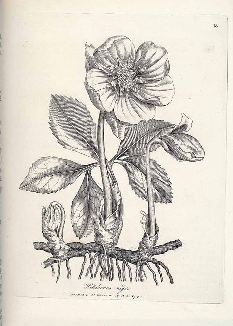 Helleborus niger L. Christmas rose Woodville, W., Medical botany, vol. 1: t. 18 (1790) - PRINTABLE Orchid Photography, Flower Pattern Drawing, Flower Tattoo Drawings, Folk Art Flowers, Flower Sketches, Christmas Rose, Vintage Drawing, Botanical Drawings, Ink Illustrations