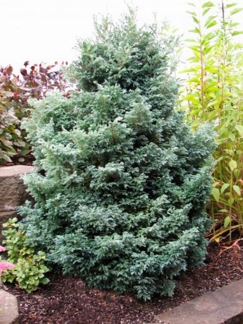 Drought Tolerant Landscape Front Yard, False Cypress, Privacy Trees, Drought Tolerant Landscape, Cypress Trees, Home Landscaping, Winter Color, Nature Tree, House Landscape