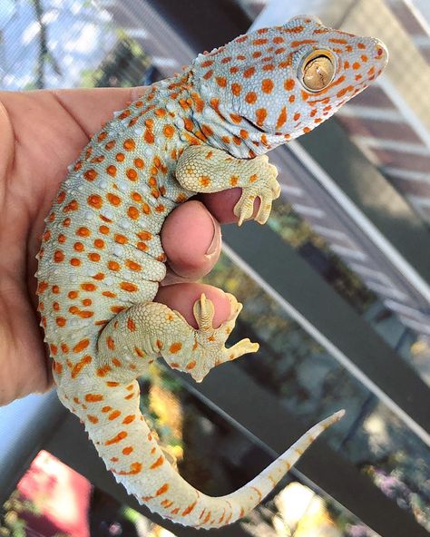 Pictures Of Reptiles, Tokay Gecko, Gecko Terrarium, Cute Lizard, Cutee Animals, Hamster Cages, Creature Of Habit, Cute Reptiles, Reptile Enclosure