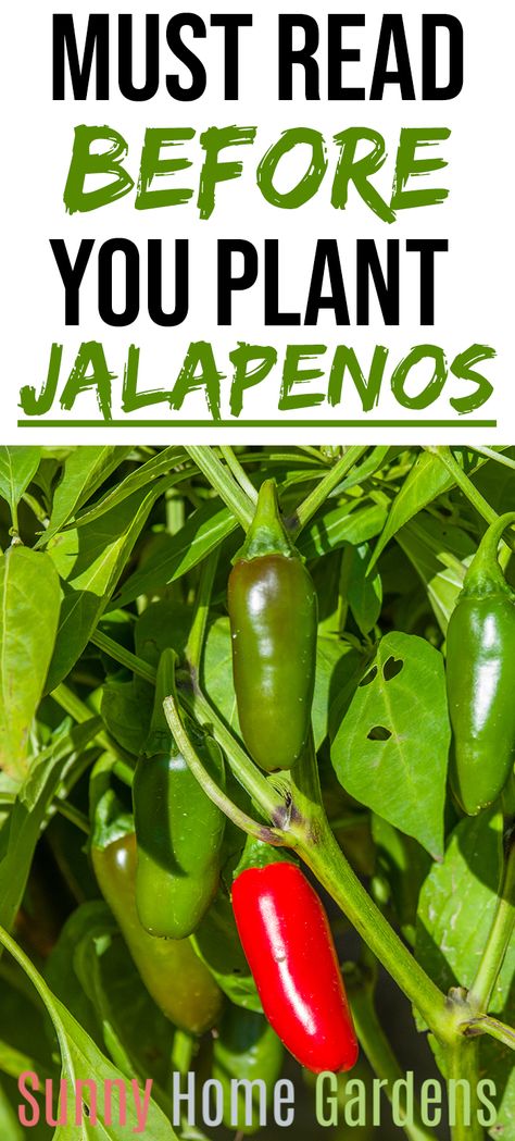 Grow Jalapenos In Containers, Jalapeno Plants Growing, Growing Peppers In Garden, Jalapeno Garden, How To Grow Jalapenos, Grow Jalapenos, Red Jalapenos, Gardening Peppers, Growing Chillies