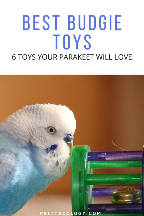 Parakeet Colors, Parakeet Care, Parakeet Food, Parakeet Toys, Budgie Toys, Diy Bird Toys, Parakeet Cage, Parakeet Bird, Budgies Bird