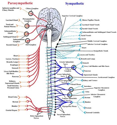 Nerves System, Study Diagrams, Nervous System Diagram, Nervous System Anatomy, Nerve Anatomy, Human Nervous System, Peripheral Nervous System, Brain Anatomy, Human Body Anatomy