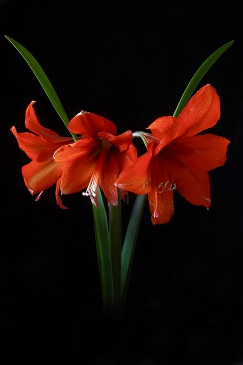 Red Amaryllis Flower, Amaryllis Flower, Red Amaryllis, Red Flowers, Other Colors, Phone Wallpaper, Plants, Flowers, Red