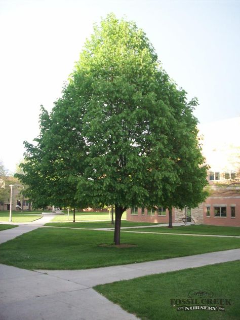 Screening Trees, Tilia Cordata, Fossil Creek, Linden Tree, Street Trees, Planting Plan, Specimen Trees, Beautiful Trees, Black Garden