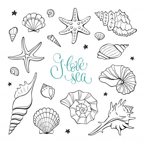 Coleção de elementos de conchas do mar | Premium Vector #Freepik #vector #fundo #vintage #cartao #livro Jordans Painting, Beach Doodles, Marine Illustration, Seashell Drawing, Shell Drawing, Shell Tattoos, Arte Doodle, Shell Collection, Remodel Bathroom