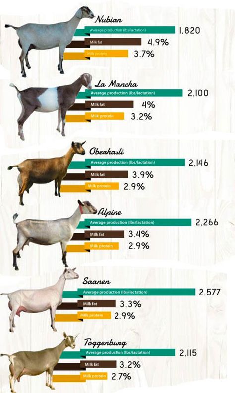 Dairy Goat Breeds - Milk, Butter and Protein by breed - in order of fat producing breeds for butter and cheese... realize that the amounts change based on diet and the stage of milking... closer to dry off reduces fat content, etc. Dairy Goat Breeds, Backyard Livestock, Milking Table, Goat Crafts, Ag Club, Goat Cart, Goat Breeds, Totes Ma Goats, Goat Milking