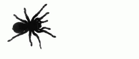 Spider Crawling Sticker - Spider Crawling Happy Halloween - Discover & Share GIFs Creepy Gif, Creepy Spider, Still Picture, Cute Headers, Banner Gif, Halloween Banner, Header Banner, Aesthetic Gif, Pretty Selfies