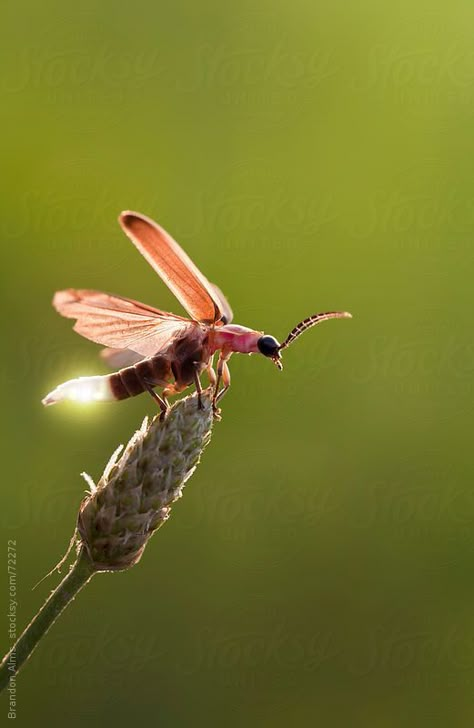 Firefly Photography, Lighting Bugs, Glow Light, Cool Bugs, Beautiful Bugs, Arthropods, Arachnids, Mystical Creatures, Drawing Images