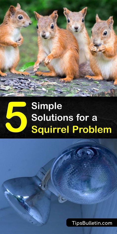 Squirrel Proof Garden, Raccoon Repellent, Squirrel Repellant, Get Rid Of Squirrels, Diy Bug Spray, Ground Squirrel, Forest Ecosystem, Fall Garden Vegetables, Flying Squirrel