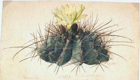 Ferocactus hamatacanthus (Cactaceae), Mary Emily Eaton Cactus Images, Botanical Book, Cactus Pictures, 1970s Art, Desert Flowers, Fairy Book, Cactus Print, Vintage Color, Book Page