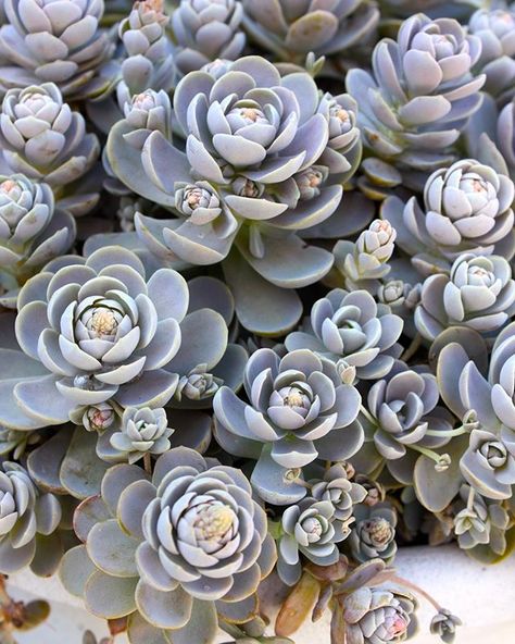 Orostachys seem perfect for the Pacific Northwest and other regions too cold and wet for most succulents.  ~ Debra Lee Baldwin Cold Hardy Succulents, Replanting Succulents, Succulent Rock Garden, Succulent Outdoor, Hardy Succulents, Front Yard Plants, Succulent Landscape Design, Rock Garden Plants, Succulent Landscaping