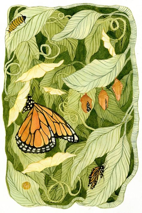 This is a watercolor study illustrating how a Monarch caterpillar transforms into a butterfly through Metamorphosis. Monarch Butterflies Art, Caterpillar Art, Metamorphosis Art, Butterfly Metamorphosis, Watercolor Study, Art Papillon, Monarch Caterpillar, Intuitive Artists, Art Hippie