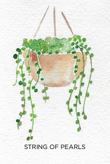 A Guide to Caring for Easy to Grow Indoor Plants Watercolor Art Inspiration Easy, Painting Plants Easy, Plants Painting Ideas, Watercolor Plants Simple, Easy Watercolor Paintings Landscapes, Easy Plant Painting, Basic Watercolor Painting For Beginners, Watercolour Art Ideas Easy, Colorful Drawings Creative