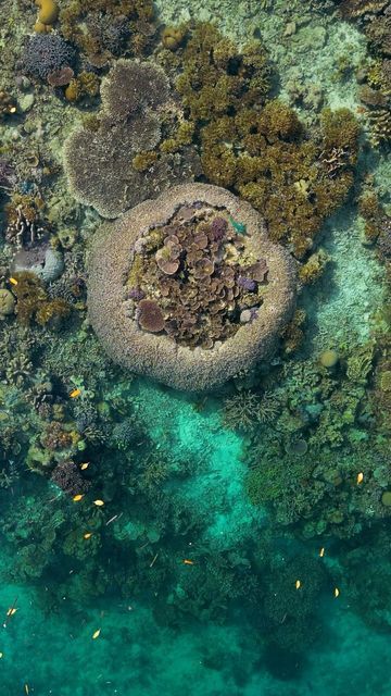 Alex Kydd on Instagram: "Coral gardens from above 🪸🐠 #coral #coralreef #ocean #indonesia #drone #meditation #oceanlife #oceanlover #oceanview #travel #oceanphotography #djindonesia" Coral Reef Aerial View, Coral Reef From Above, Ocean Meditation, Landscape Diagram, Coral Ocean, Aerial Photography Drone, Coral Garden, Sea Photography, Natural Structures