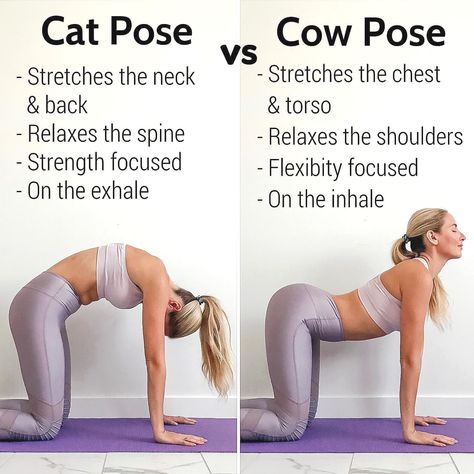 Cat Cow Yoga Whether you’re a yoga newbie or pro, it’s never a bad abstraction to get aback to basics. You don’t accept to do acute yoga poses to acqu... Check more at https://yoga.brendonthesmilingchef.com/20181030/33-best-picture-cat-cow-yoga/ Cat Pose Yoga, Cow Pose Yoga, Cat Cow Yoga Pose, Yoga Teacher Resources, Cat Cow Pose, Cat Cow, Body Transformations, Cow Pose, Yoga Tutorial