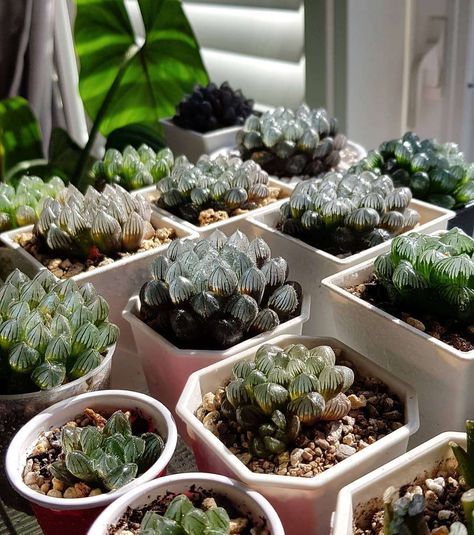 water-succulents Indoor Plants For Beginners, Black Succulents, Coral Cactus, Plants For Beginners, Opuntia Microdasys, Easy Care Houseplants, Terrarium Containers, Iron Plant, Growing Succulents