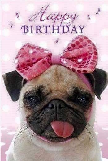 Pug Happy Birthday Picture Quote Pictures, Photos, and Images for Facebook, Tumblr, Pinterest, and Twitter Happy Birthday Pug, Birthday Greetings For Daughter, Birthday Pug, Funny Happy Birthday Wishes, Happy Birthday Dog, Happy Anniversary Wishes, Birthday Memes, Happy Birthday Wishes Cards, Happy Birthday Daughter