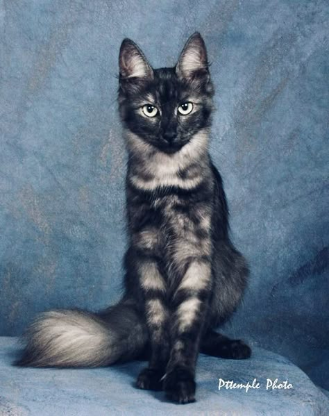 Black And Grey Cat, Grey Cat Breeds, Warrior Cat Ideas, Cat Poses, Cat References, Rare Cats, Cat Reference, Warrior Cats Art, Gorgeous Cats