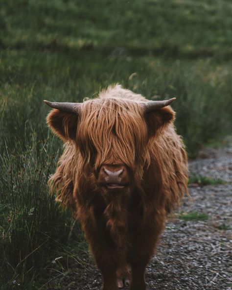 Meet Baldwin the highland cattle. Digital art landscapes portraits and documentary photography by regnumsaturni. www.regnumsaturni.com Prints: www.society6.com/regnumsaturni www.redbubble.com/people/regnumsaturni #landscape #photography #nature #explore #tranquil #wanderlust