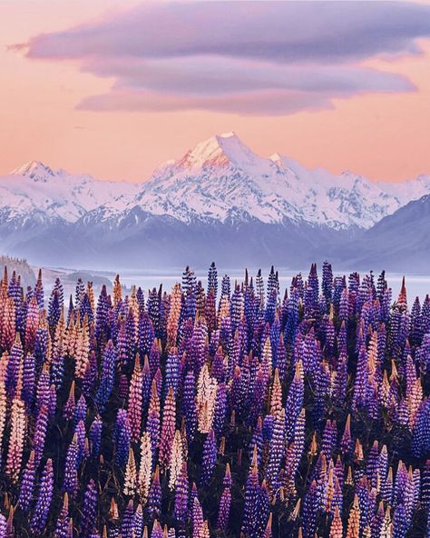 Fields of Lupine in Lake Tekapo New Zealand  #newzealand #flowers #flowerfield #wyoming New Zealand Mountains, New Zealand Landscape, New Zealand Art, New Zealand Travel, South Island, Nature Aesthetic, Pretty Places, Travel Aesthetic, Funny Animal Videos