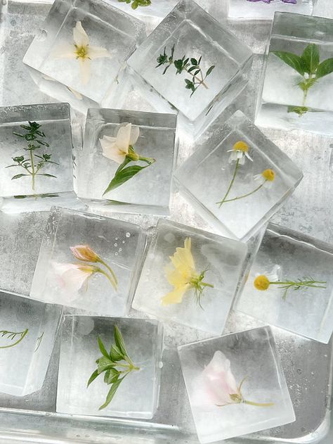 BOTANICAL ICE | discocubes Ice Centerpieces, Ice Cube Aesthetic, Cube Aesthetic, Ice Garden, Butterfly Cocktail, Flower Power Party, Flower Ice Cubes, Ice Flowers, Matcha Drinks