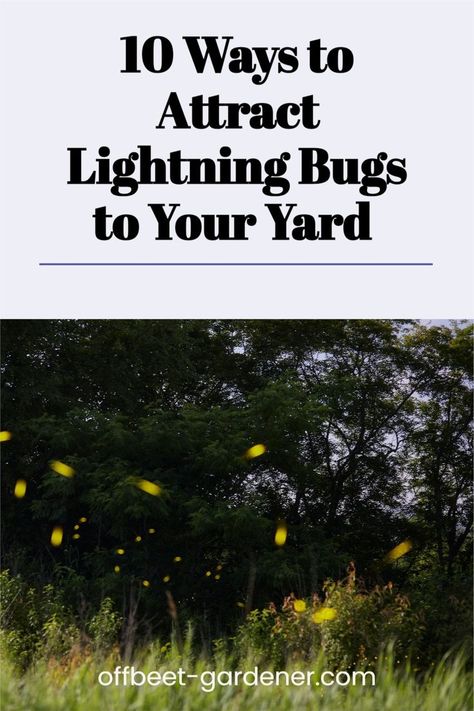 fireflies, lightning bugs, how to attract fireflies, why are fireflies good for the garden Bug Habitat, Pollinator Garden Design, Lightning Bugs, Lightning Bug, Garden Bugs, Garden Pest Control, Outdoor Education, North Florida, Sustainable Community