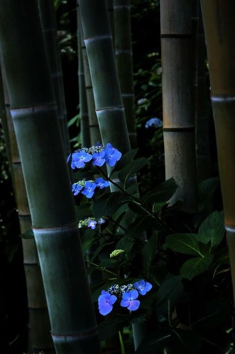 Bamboo Forest Japan, Bamboo Trees, Amazing Nature Photography, Japanese Landscape, Bamboo Forest, Bamboo Plants, Japanese Gardens, The Rising Sun, Japan Photo