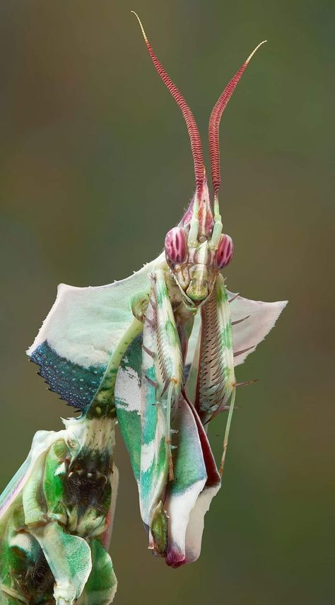 The giant devil's flower mantis looks like one of the aliens from independence day. Flower Mantis, Close Up