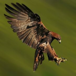 GOLDEN EAGLE landing by Ronald Coulter on 500px Eagle Hunting, Aigle Royal, Raptors Bird, Eagle Images, Eagle Pictures, Golden Eagle, Bird Pictures, All Birds, Colorful Birds