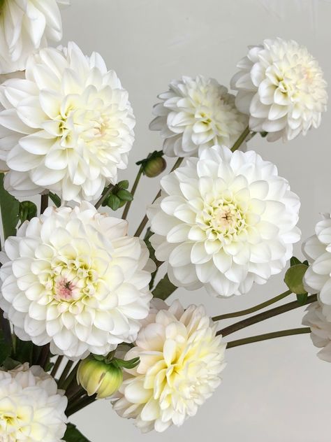 White Dalia, White Dahlia Bouquet, Dalia Flower, White Dahlia, Dahlia Bouquet, Dahlia Flower, Types Of Flowers, The Flowers, Design Floral