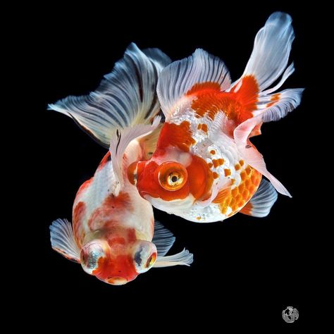 Chubby Goldfish, Goldfish Photography, Koi Fish Colors, Sea Life Creatures, Pet Goldfish, Goldfish Art, Koi Painting, 17 Feb, Goldfish Pond