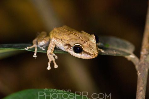 The tiny coquí (ko-kee) frog "eleutherodactylus coqui" is unique to the island of Puerto Rico and serenades de tropical nights with its distinctive chime. Patterns In Nature Texture Design, Coqui Frog, Frog Stuff, Nature Texture, Puerto Rican Culture, Natural Inspiration, Logo Project, Random Ideas, Frog And Toad