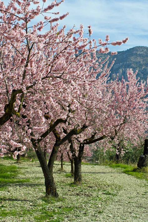 Nut Trees, Spring Scenery, Almond Tree, Trees Landscape, Blooming Trees, Spring Tree, Pink Trees, Tree Care, Fruit Garden