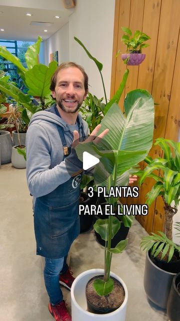 El VIVERO DE GUEMES on Instagram: "🌿 3 PLANTAS PARA EL LIVING 🏡.
Cada vez más la arquitectura moderna usa espacios abiertos para diagramar las casas! Estás 3 plantas son ideales para el living 🌈, porque son plantas protagonistas 🪴 y te ayudan a dividir los ambientes 🔥.
Panduratas, Strelitzias y Monsteras, son las que te recomiendo ⚡️. Divinas y súper fáciles de cuidar porque tienen mucha clorofila 🌴.
Contame cómo te va con las plantas en tu living 🙌🏻?.
HACE DE TU CASA UNA SELVA 🏝️.
.
.
.
.
.
.
#living #plantas #plantasdeinterior #deco #arquitectura" Ideas Para Decorar Living, Ideas Para Sala, Planta Interior, Plantas Interior, Agriculture, Patio, Plants, Floral, On Instagram