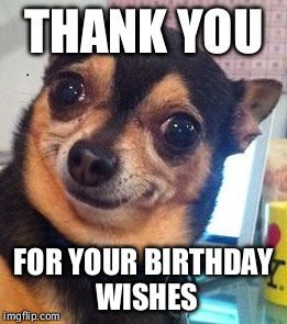 Funny Happy Birthday Meme to Say Thank you for your Birthday Wishes on image of funny dog. Thanks Meme, Thank You For Birthday Wishes, Funny Happy Birthday Meme, Funny Birthday Meme, Funny Puns Jokes, Birthday Wishes Funny, Happy Birthday Meme, Puns Jokes, Happy Birthday Funny