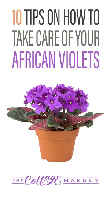 African Violet Care, African Violets Plants, Violet Plant, Cottage Market, Inside Plants, Have Inspiration, African Violet, House Plants Indoor, African Violets