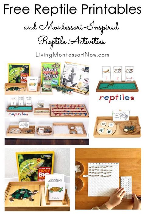 Reptiles For Kindergarten, Reptiles For Preschoolers, Reptile Worksheets Free Printable, Montessori Turtle Activities, Reptile Learning Activities, Reptiles Activities For Preschool, Reptile Theme Preschool, Reptile Activities, Reptile Activities For Preschool