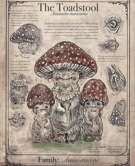 Mushroom Creature, Magical Creatures Mythology, Mystical Creatures Mythology, Fantasy Creatures Mythology, Fantasy Journal, Toadstool Mushroom, Mythical Monsters, Fantasy Creatures Art, Mythical Creatures Art