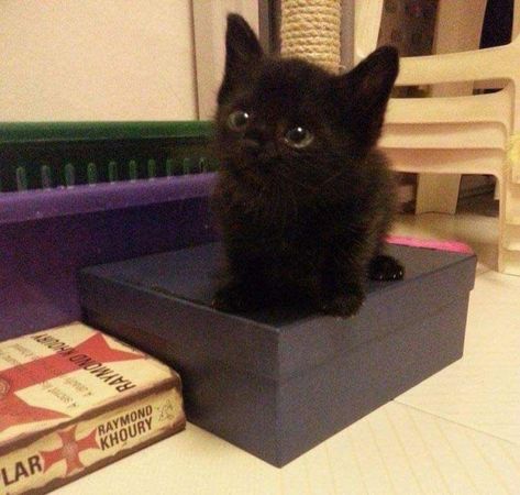 Kitten Food, Cute Cats Photos, Black Kitten, Cat Aesthetic, Cute Cats And Kittens, Silly Cats, Pretty Cats, Black Cats