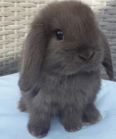 BEAUTIFUL MINI LOP BUNNIES 5 STAR HOMES ONLY for sale on Preloved How To Care For Bunnies, Mini Lop Bunnies, Mini Lop Rabbit, Lop Bunnies, Holland Lop Bunnies, Pet Bunny Rabbits, Mini Lop, Bunny Cages, Bunny Care