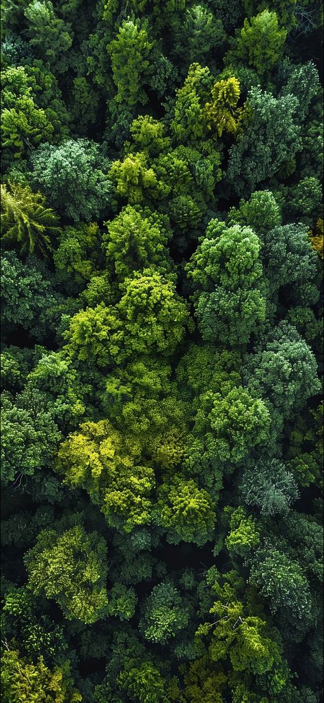 Forest From Above, View From Above, Iphone Wallpaper Stills, 8k Wallpaper, Wallpaper For Iphone, Wallpaper For Your Phone, The Tree, Phone Wallpaper, Beautiful Places