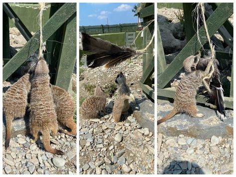 Meerkat Enrichment, Zoo Enrichment, Animal Enrichment, Small Mammals, Games And Activities, Rodents, Zoo Animals, Mammals, Acting