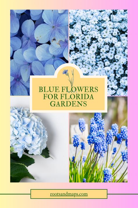 All of us who love gardening in Florida appreciate the plants with blue flowers and the serenity they bring to our tropical gardens. And here is how to add the blue flowers and why flowers that bloom in blue are a mystery to us all! Gardening In Florida, Florida Gardens, Blue Flag Iris, Florida Flowers, Florida Plants, Blue Blossom, Blue Plants, Blue Pigment, Tropical Gardens