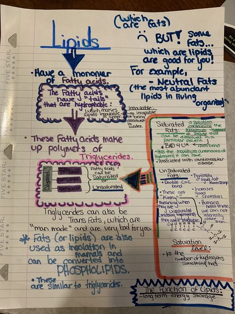 The function of lipids and the breakdown. Also: saturated and in saturated fats.