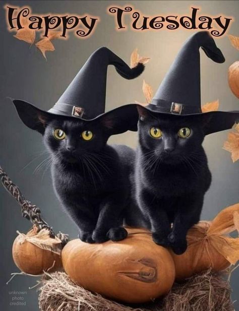 Happy Tuesday Halloween, Tuesday Fall Quotes, Happy Tuesday Morning Funny, Weekday Humor, Tuesday Quotes Funny, Tuesday Morning Quotes, Facts About Halloween, Happy Halloween Gif, Happy Tuesday Morning