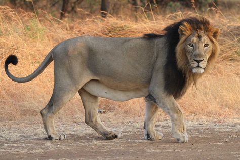 Lion Anatomy, Gir Forest, Wild Cat Species, Lions Roar, World Lion Day, Asiatic Lion, Panthera Leo, Lion Photography, Wild Lion