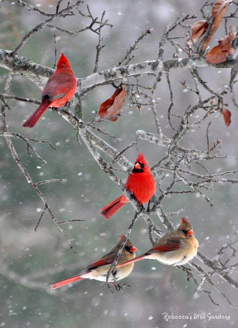 Cardinals Cardinals Birds, Birds In Winter, Red Cardinals, Winter Cardinal, Northern Cardinal, Bird Wings, Winter Bird, Bird Supplies, Cardinal Birds