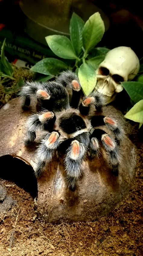 Mrs. Joséphine Smith. Brachypelma smithi. Mexican red knee tarantula. Very passive but scared. Aesthetic Tarantula, Mexican Red Knee Tarantula, Red Knee Tarantula, Common Spiders, Pet Tarantula, Arachnids Spiders, Red Screen, Big Spiders, Cool Bugs