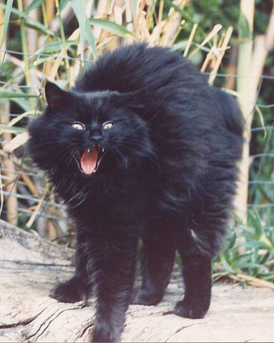 Thanks for startling me!!!!!!!! Angry Cat Reference, Angry Black Cat, Mf Logo, Turkish Angora Cat, Manx Cat, Angora Cats, Cat Reference, Cat Pose, A Black Cat